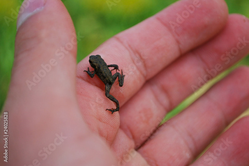 Tiny froglet © hraska