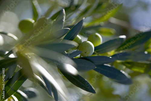 olives sur la branche