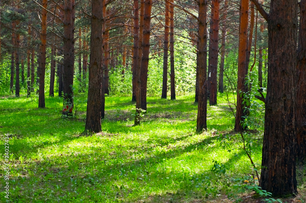 green forest green forest