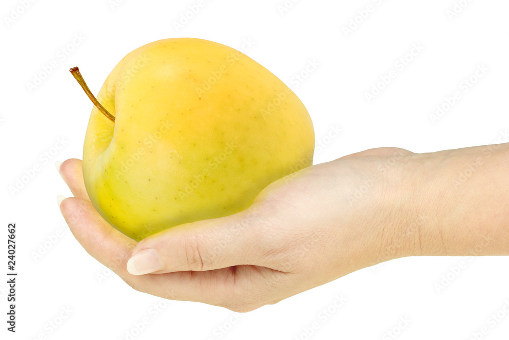 Single yellow apple in a hand of woman Single yellow apple in a hand of woman