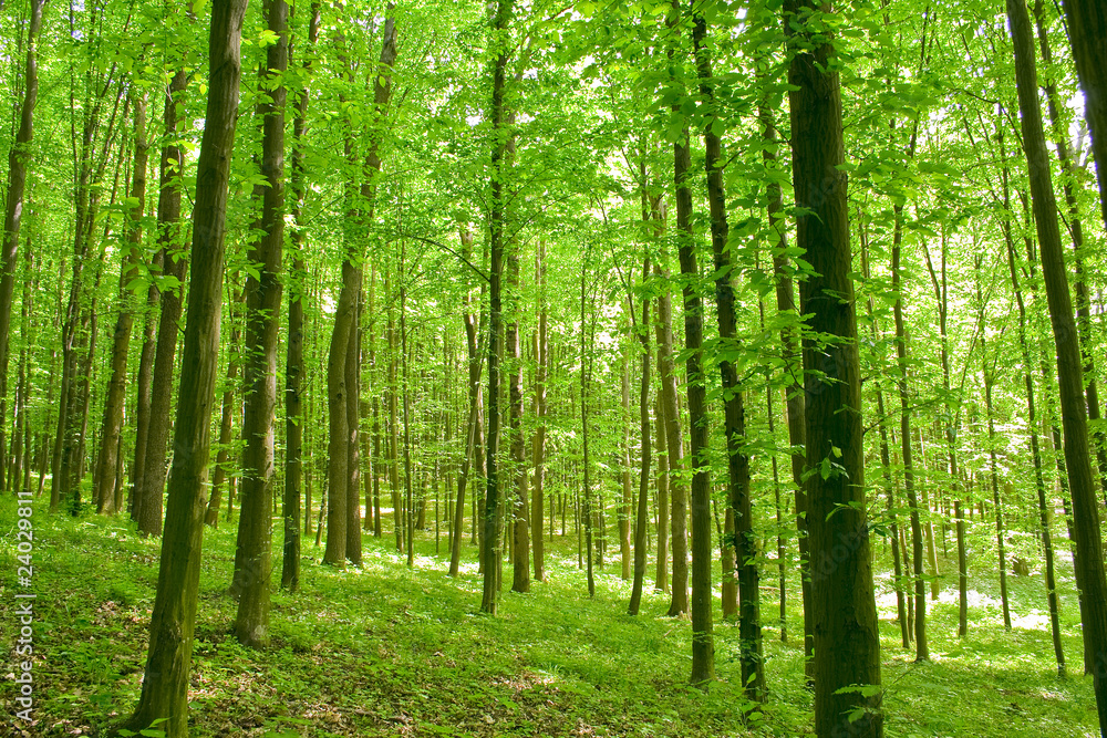 forest forest
