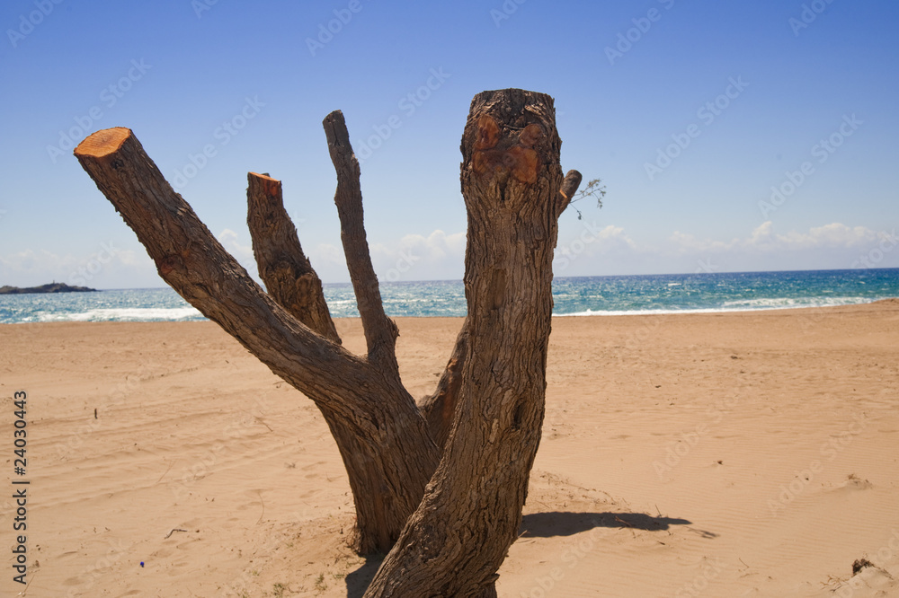 Old dead tree on the beach.