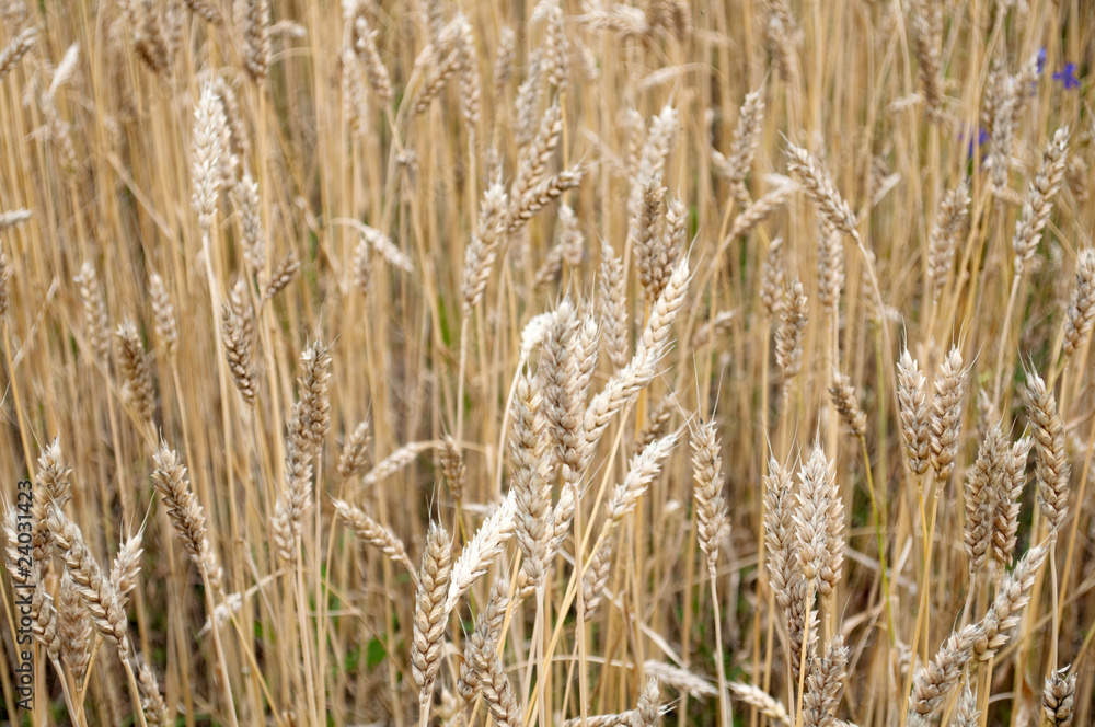 Fototapeta premium ears of wheat