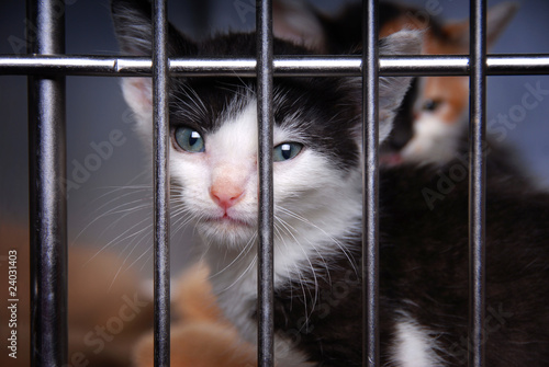 Homeless Kitten in a Cage