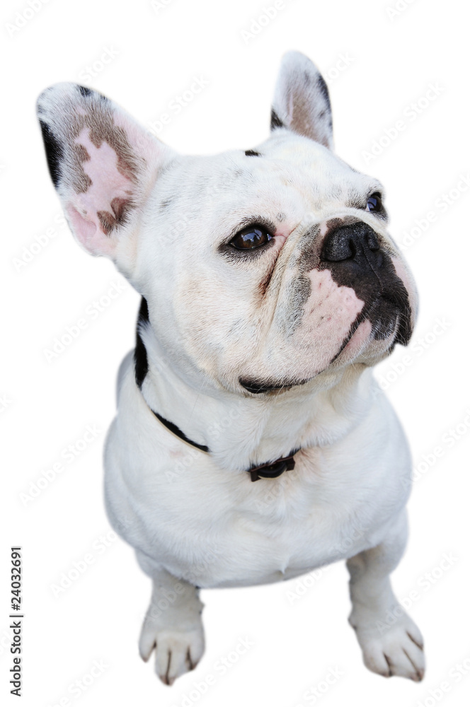 english bulldog