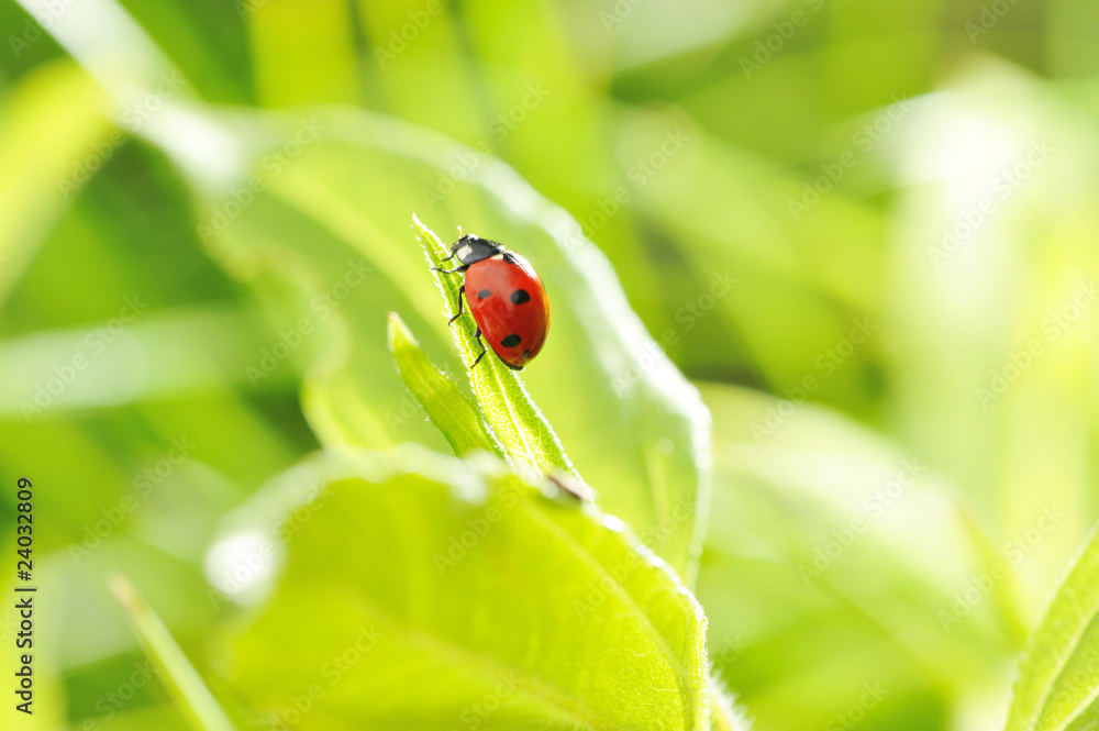 Fototapeta premium Ladybug