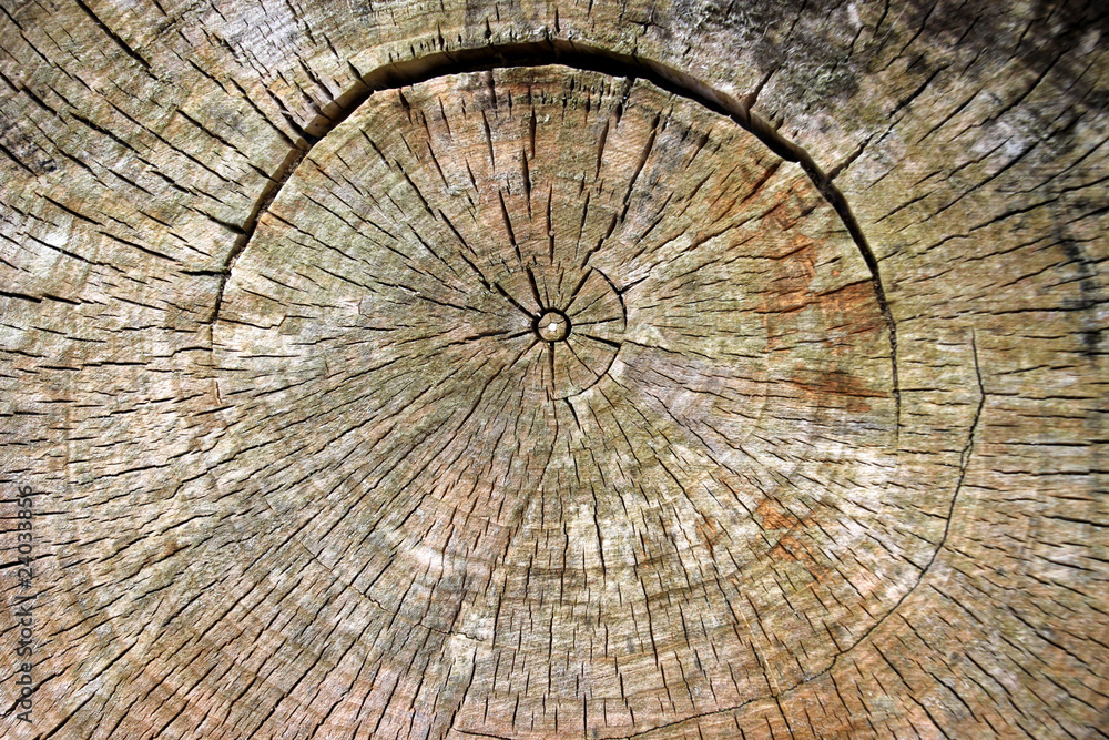 Fototapeta premium Jahresringe eines Baumes