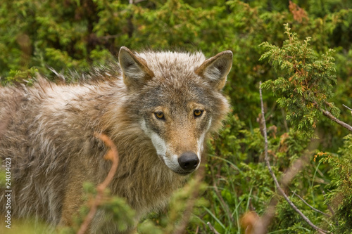 wolf in norway © mascotter