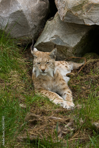 Lynx © mascotter