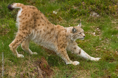 Lynx