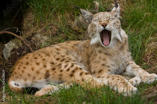 Lynx