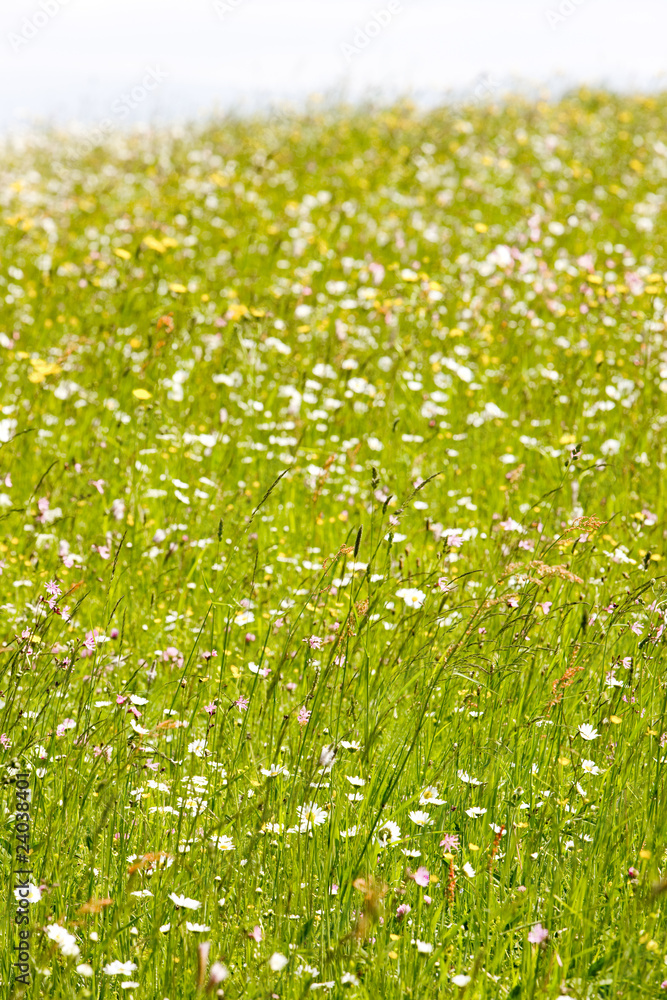 Fototapeta premium meadow in blossom