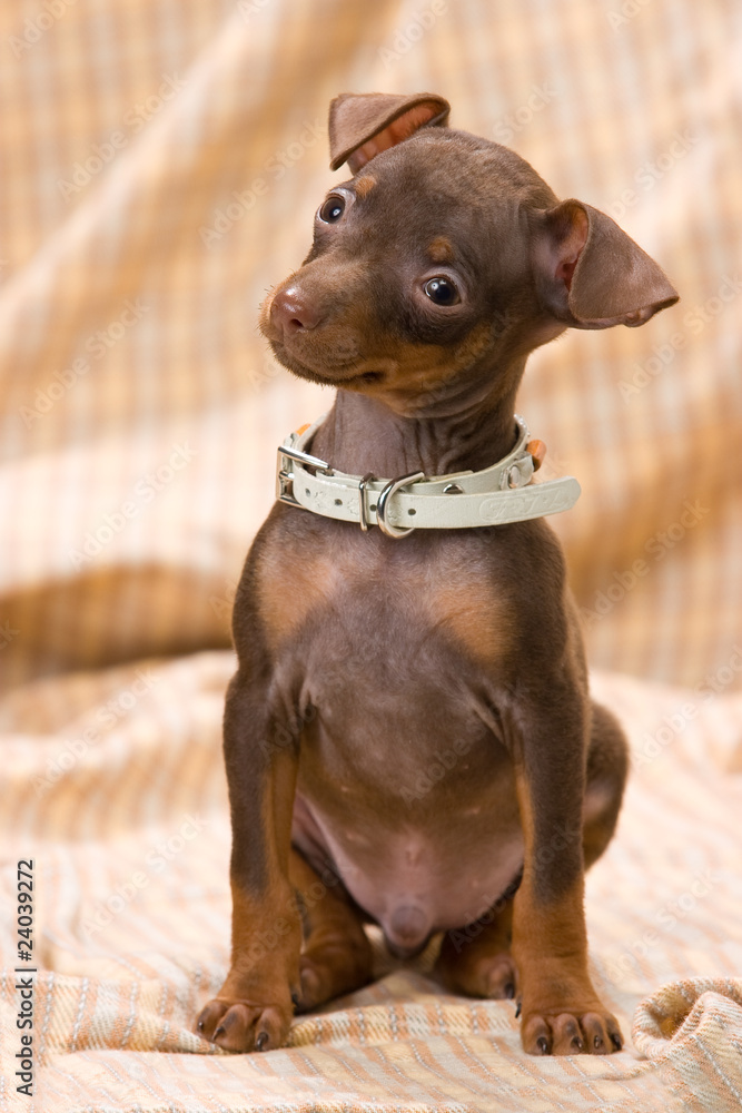 Fototapeta premium ミニピンの子犬 Miniature Pinscher puppy