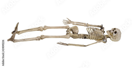 Skeleton