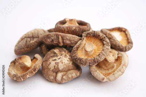 Shiitake Pilze