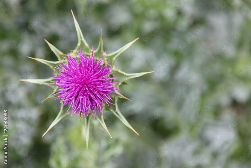 Distel Distel