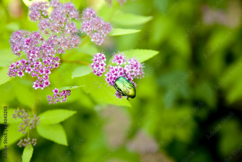 beetle on a flower on summer garden background beetle on a flower on summer garden background