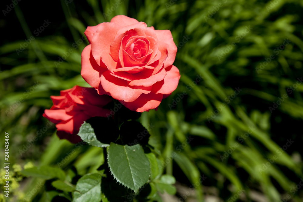 Vibrant red rose in summer garden Vibrant red rose in summer garden