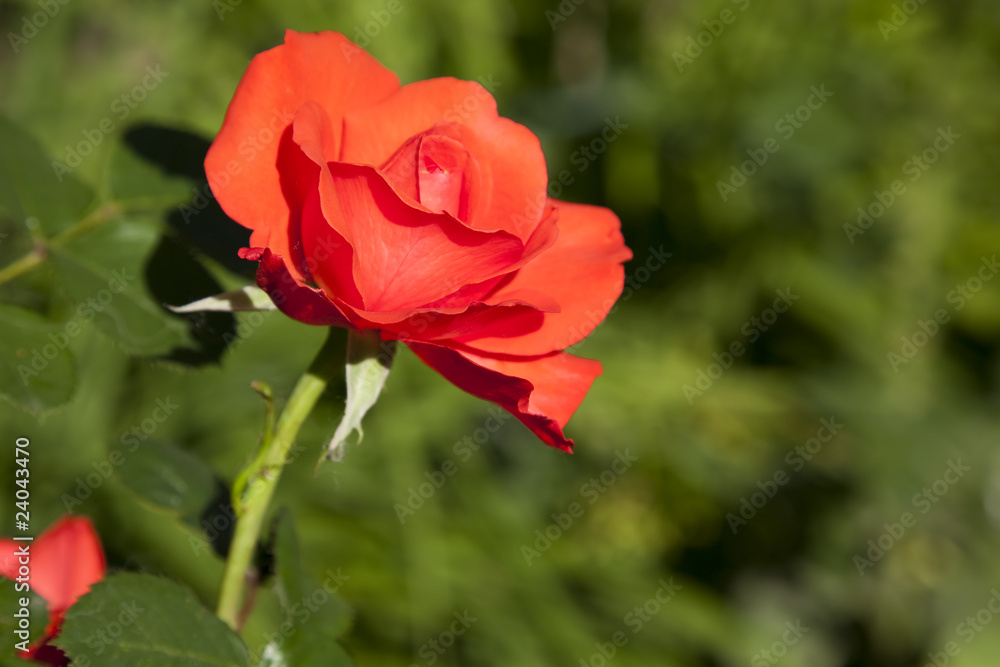 Obraz premium red rose in summer garden