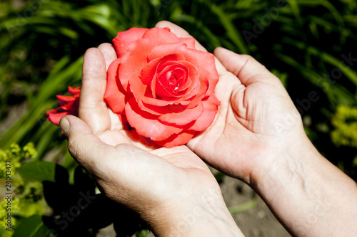 hands holding red rose in a garden