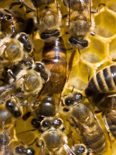 A bee uterus is the hostess of family