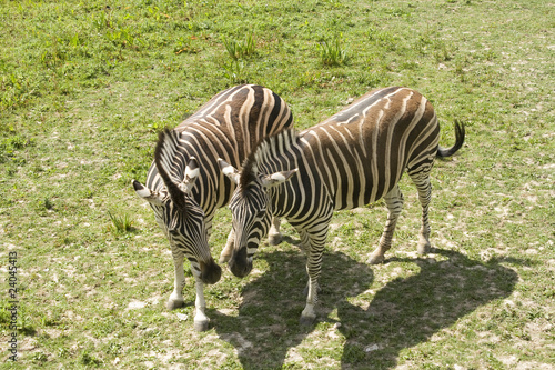 Two zebras standing in grass land