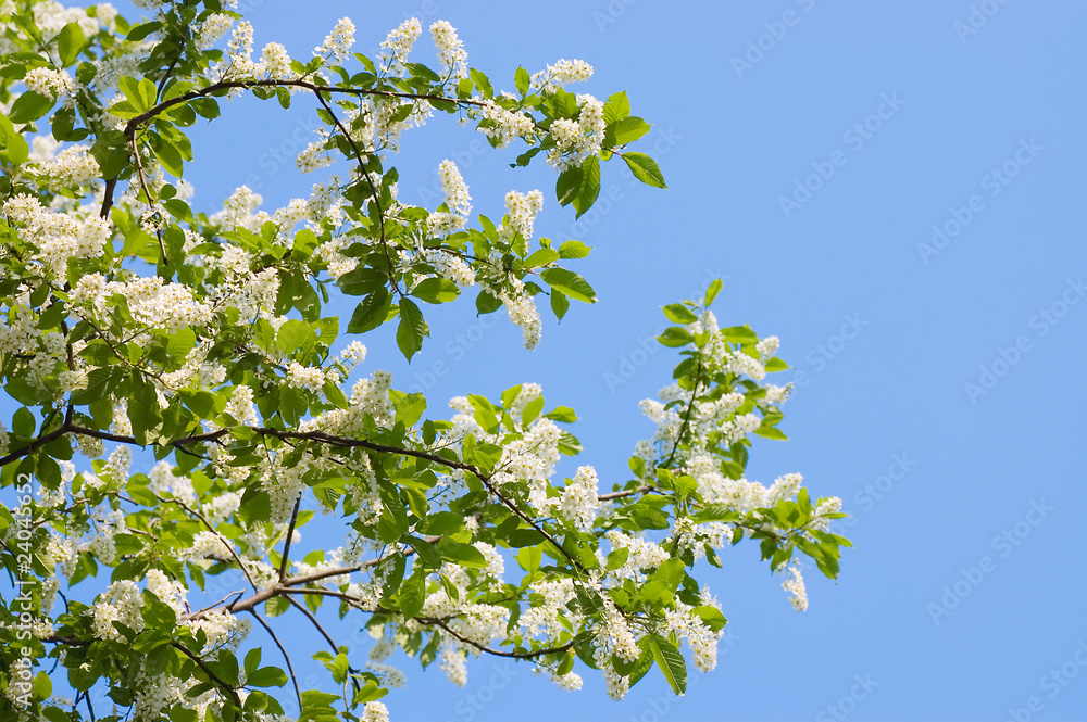 Blossoming bird cherry in the spring Blossoming bird cherry in the spring