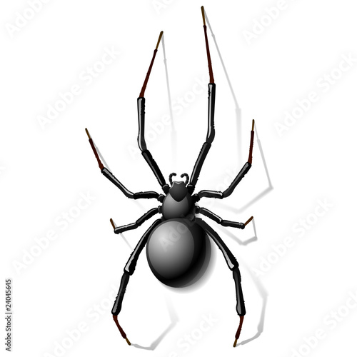 Black widow spider. Vector.
