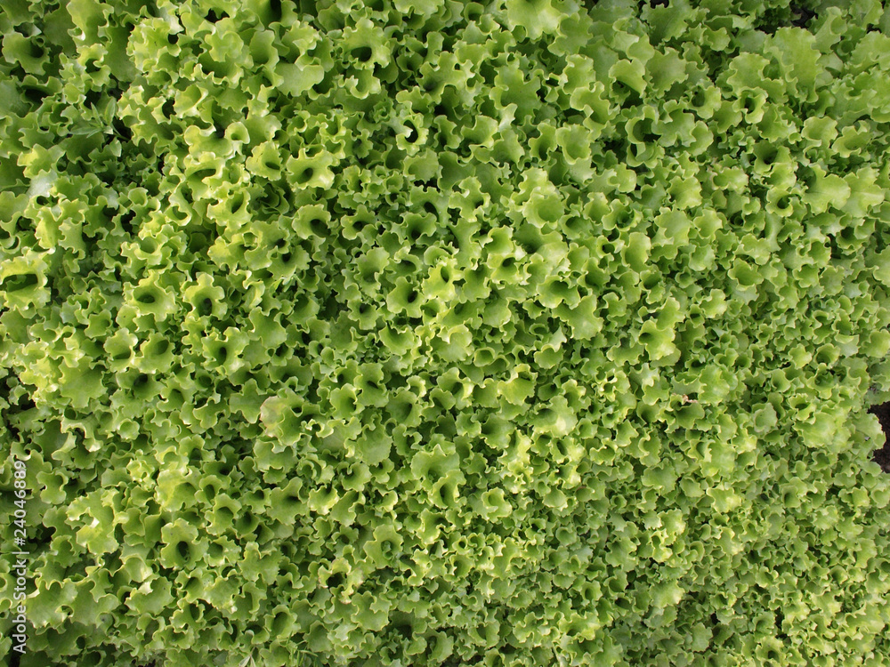 Green lettuce in the garden background