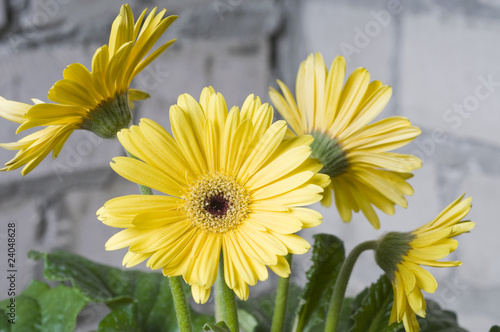 Yellow daisy