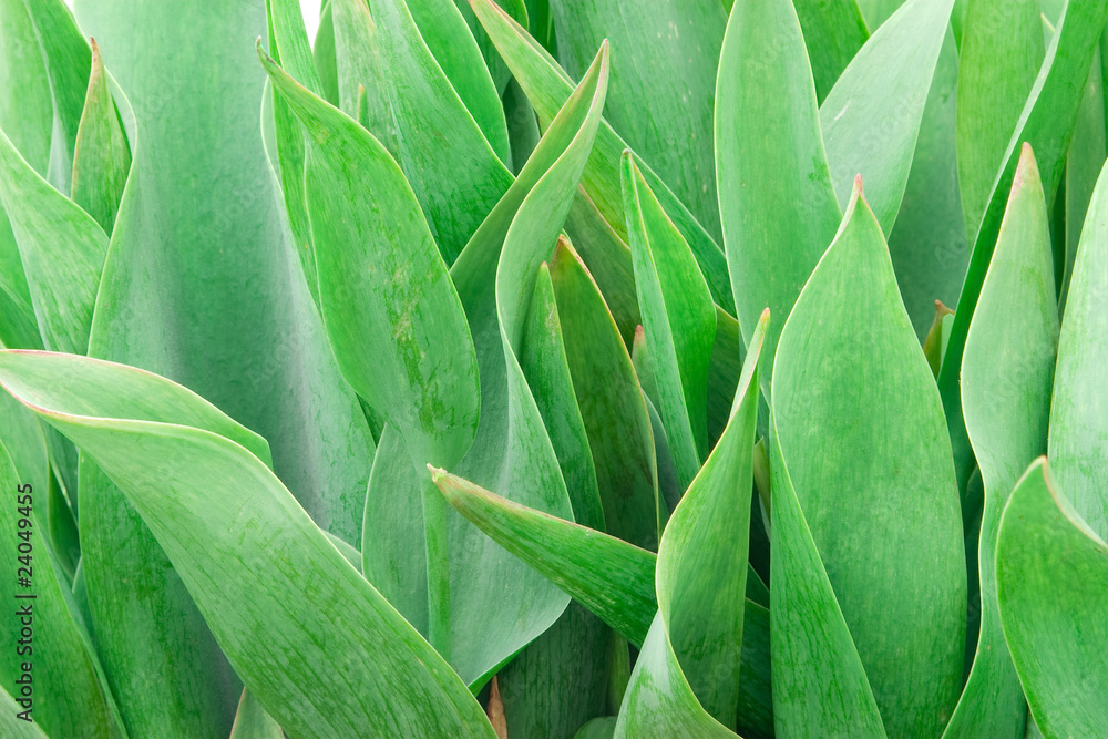 Obraz premium Green young leaves