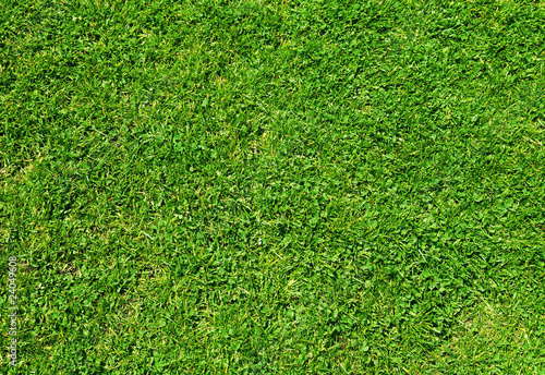 Natural fresh grass background and texture