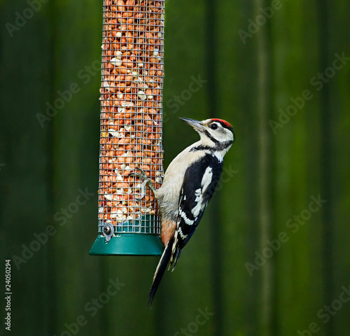 Great Spotted Woodpecker on feeder