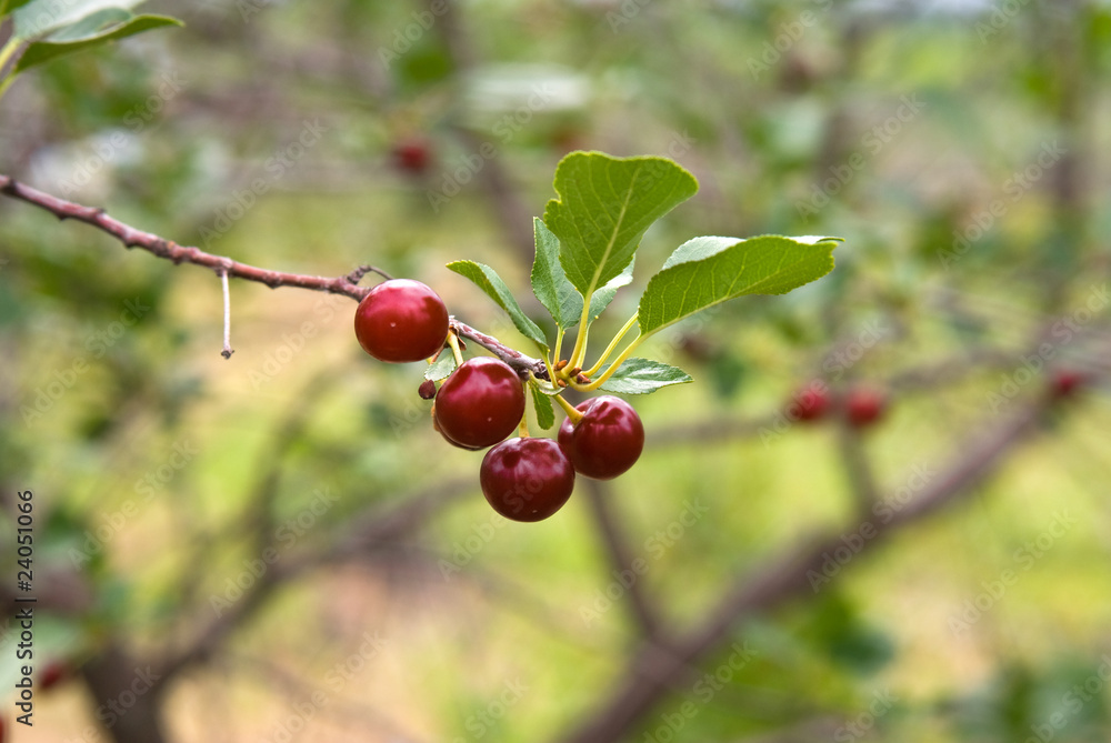 Cherry berries on a tree