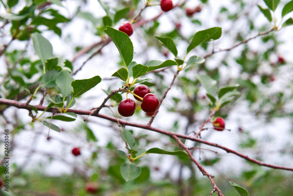 Cherry berries on a tree