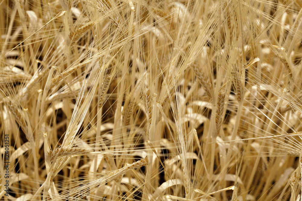 Fototapeta premium Wheat