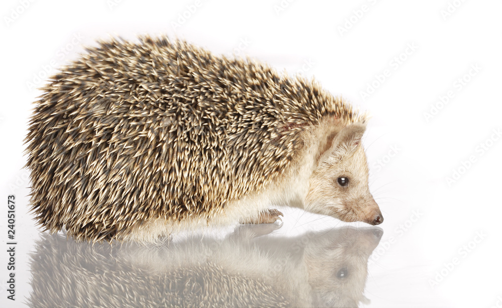 Obraz premium hedgehog