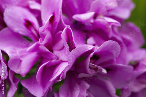 Abstract of fiolet petals - depth of field
