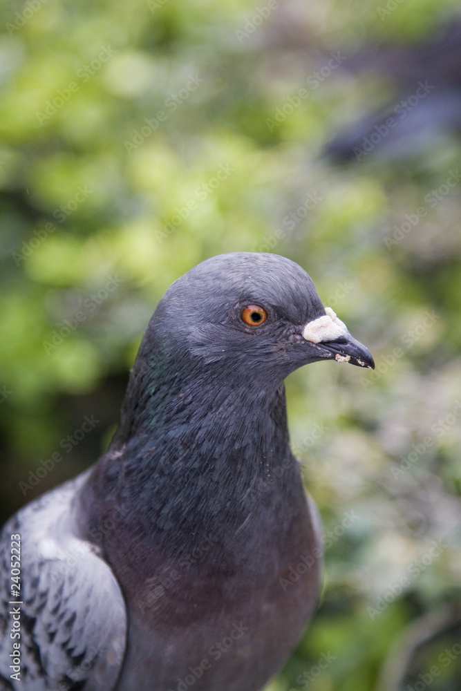 Pigeon Portrait Pigeon Portrait