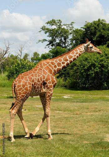 Giraffe in the wild