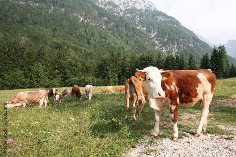 Herd of grazing cows