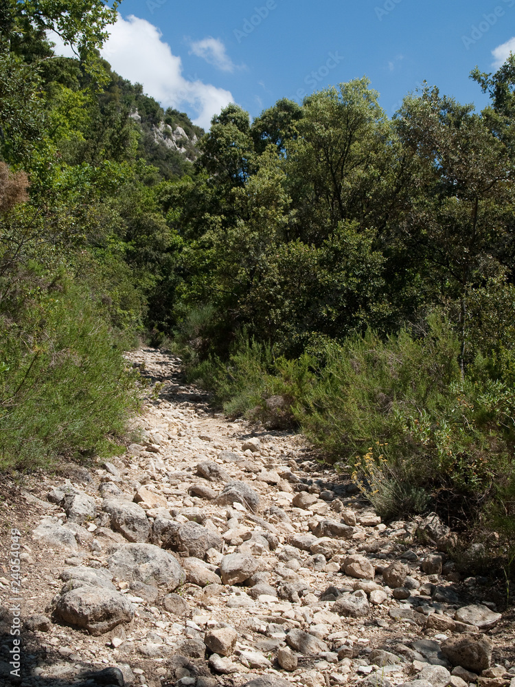 Chemin dans la guarrigue provençale