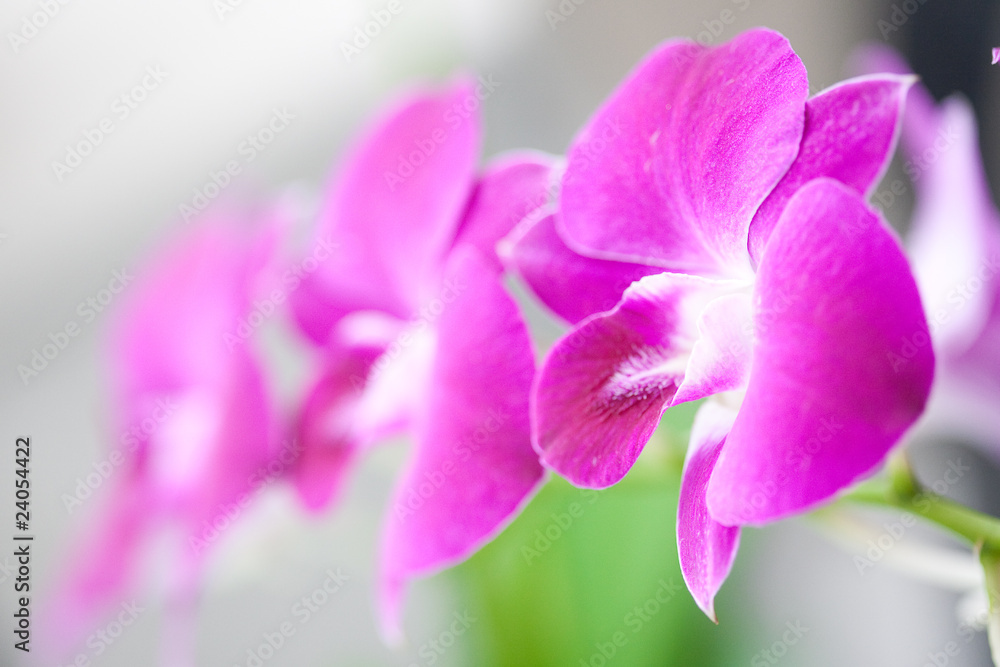 Beautiful miniature orchids on outdoor setting Beautiful miniature orchids on outdoor setting