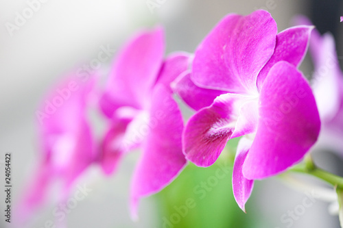 Beautiful miniature orchids on outdoor setting