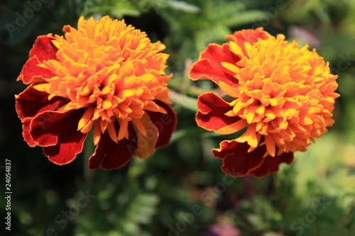 marigolds