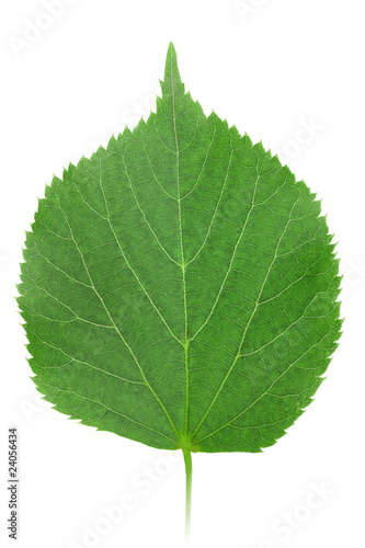 One green leaf of linden-tree