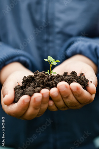 Hand holding a fresh young plant. Symbol of new life and environ