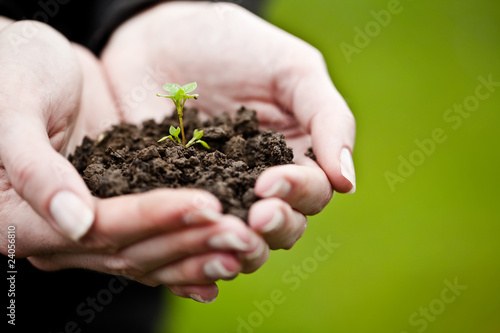 Hand holding a fresh young plant. Symbol of new life and environ photo