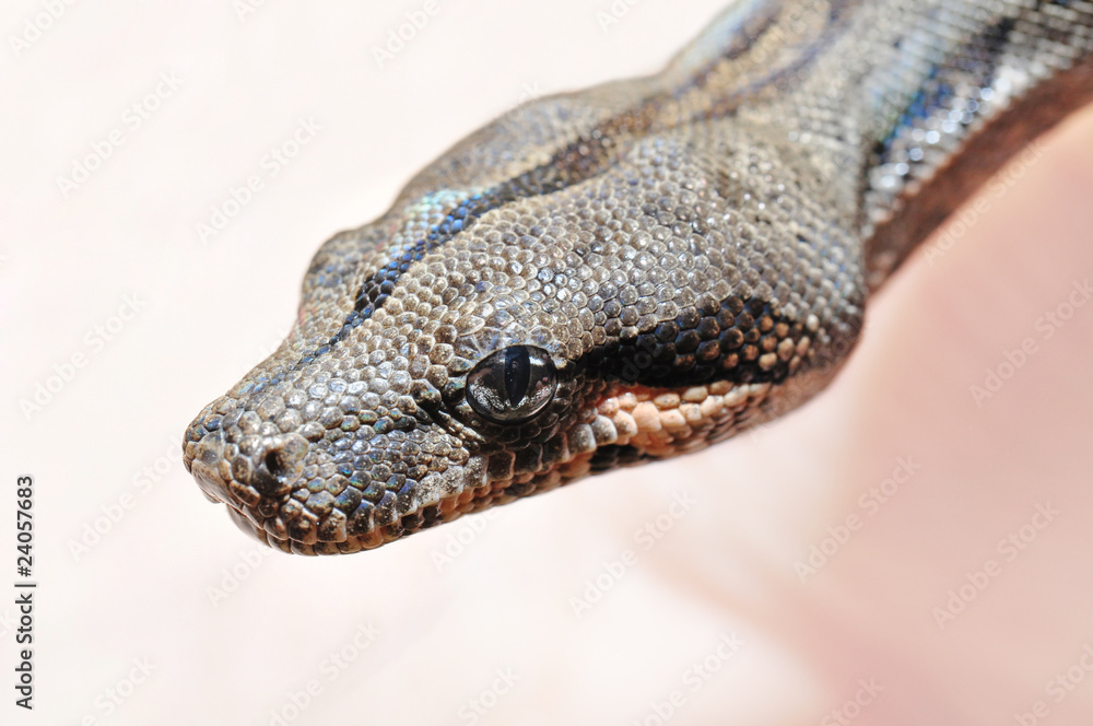 Babyboa Babyboa
