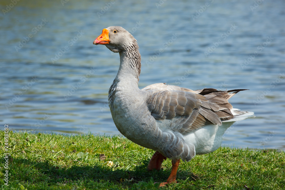 Goose Goose